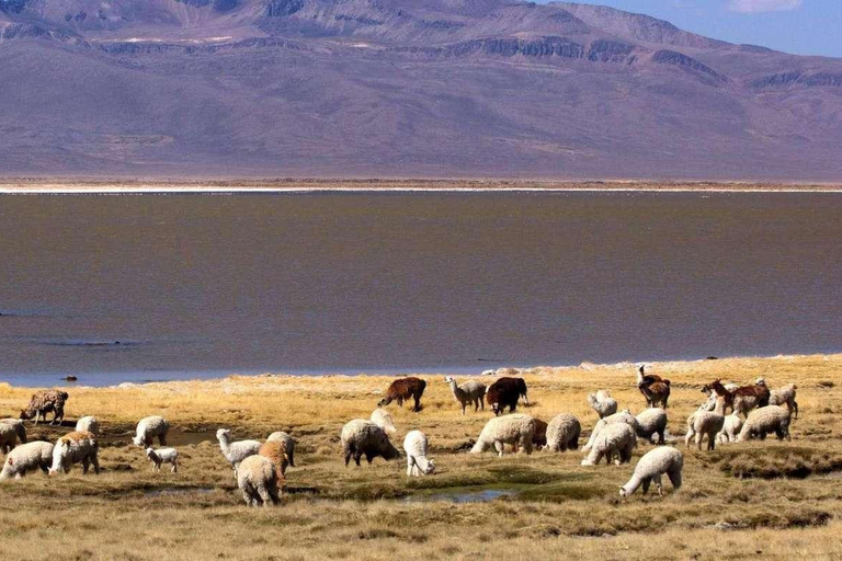 Canyon de Colca 2 jours
