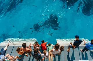 Bundaberg: Lady Musgrave Island und Great Barrier Reef Tour