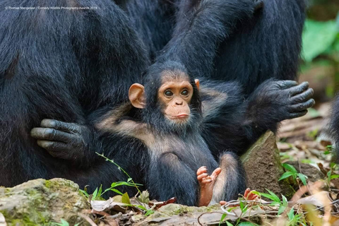 Kibale Forest Park: 3-dagars spårning av schimpanser och kratersjöar