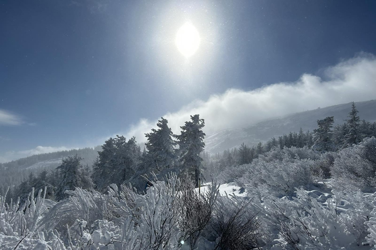 Sofia: Vitosha National Park Snowshoe Hike with Lunch