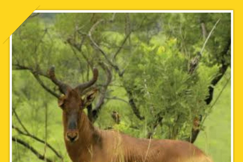 Addis Abeba: 7-dniowa wycieczka do parków narodowych Chebera i Maze