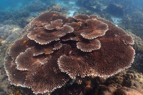 Phuket: Excursión en catamarán rápido por Phi Phi y Maya Bay