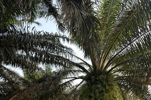 Accra : excursion d'une journée dans la région estAccra : excursion d'une journée dans la région Est