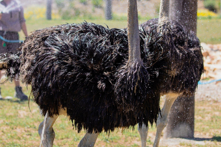 Sydney: Featherdale Wildlife Park Private Tour