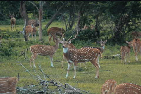 Kandy to Yala Transfer With Hidden Stops & Spice Garden