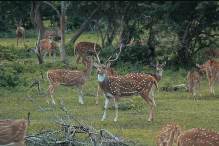 Kandy to Yala Transfer With Hidden Stops & Spice Garden