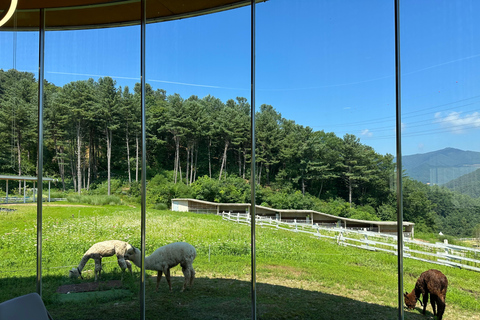 Gyeonggi: Alpaca & Sheep Ranch Admission Ticket in Gapyeong