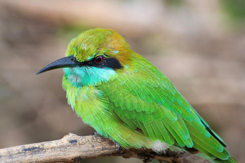 Ella: Udawalawa safaridrop: Tangalle / Mirissa / Galle