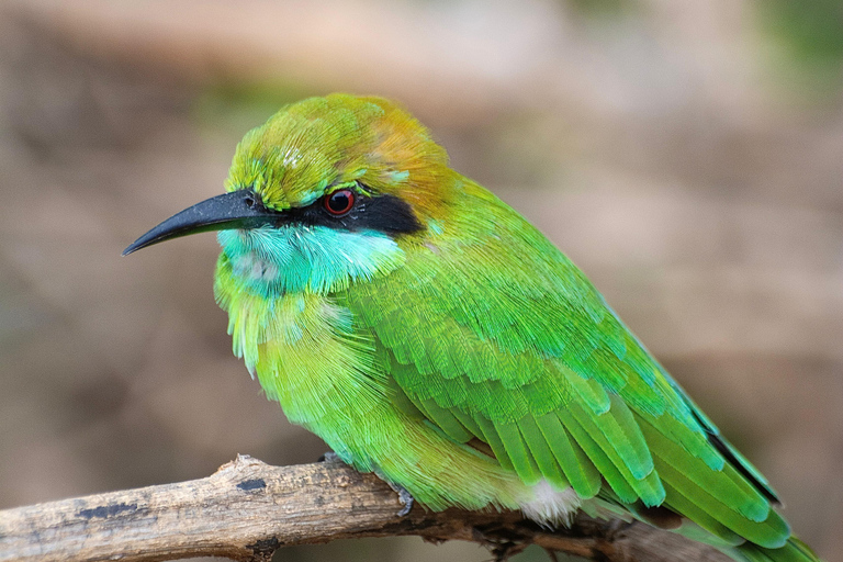 Ella: Udawalawa safaridrop: Tangalle / Mirissa / Galle