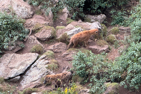 Akaro Village Sunrise & Sunset Wildlife Hike – Entoto