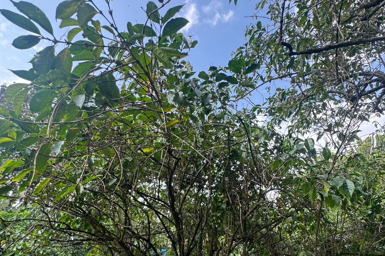 Borana National Park: Wildlife and Birdwatching Tour