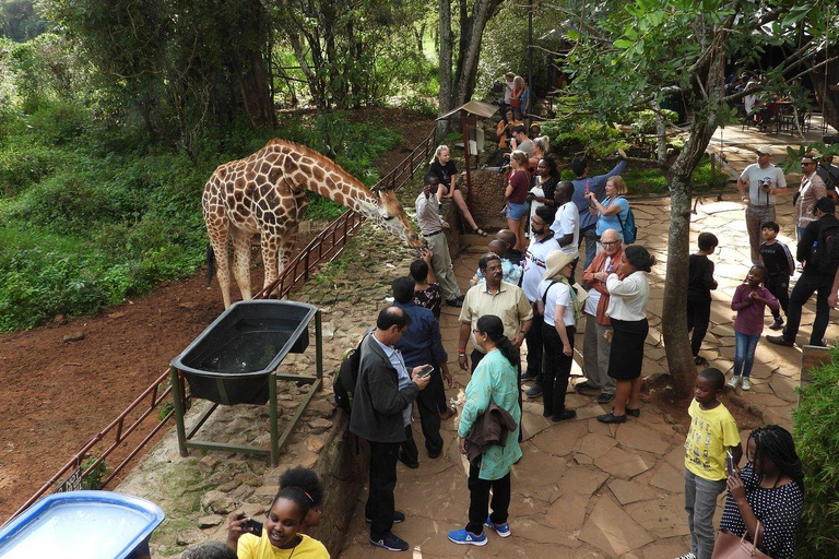 Nairobi: Elephant Orphanage, Giraffe Centre and Karen BlixenElephant Orphanage, Giraffe Centre and Karen Blixen