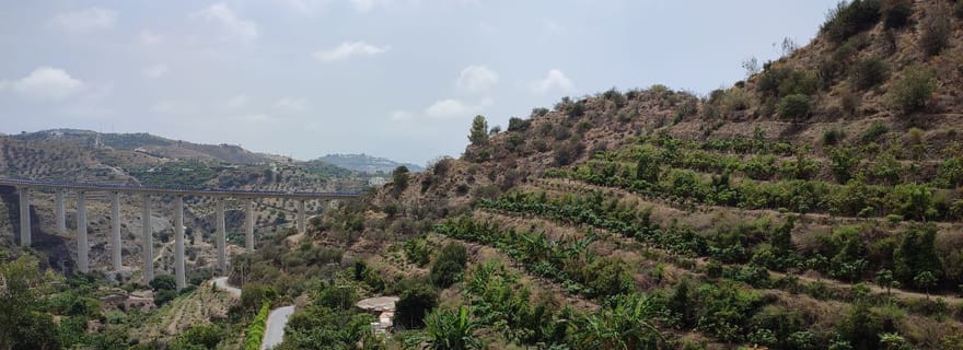 La plantation de café La Herradura : visite de la seule plantation d'Europe