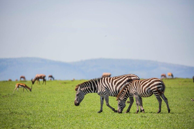 Nairobi :Amboseli National Park Game Drive Tour