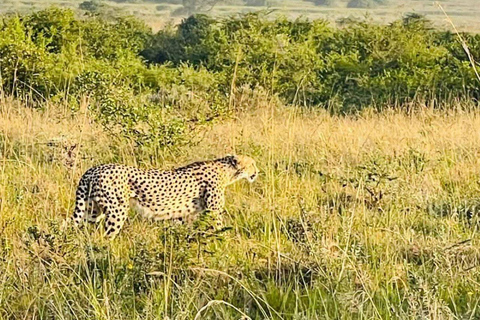 Nairobi National Park: Early Morning or afternoon adventure Early morning game drive in a Landcruiser JEEP