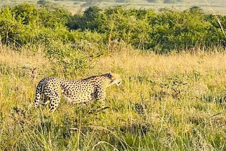 Nairobi National Park: Early Morning or afternoon adventure Early morning game drive in a Landcruiser JEEP