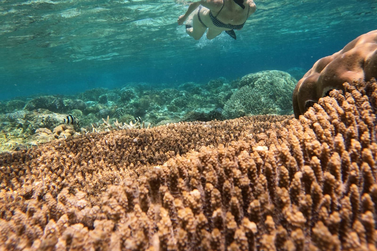 Vanaf Gili Air eiland : Groep/Publiek snorkelen 3 Gilis