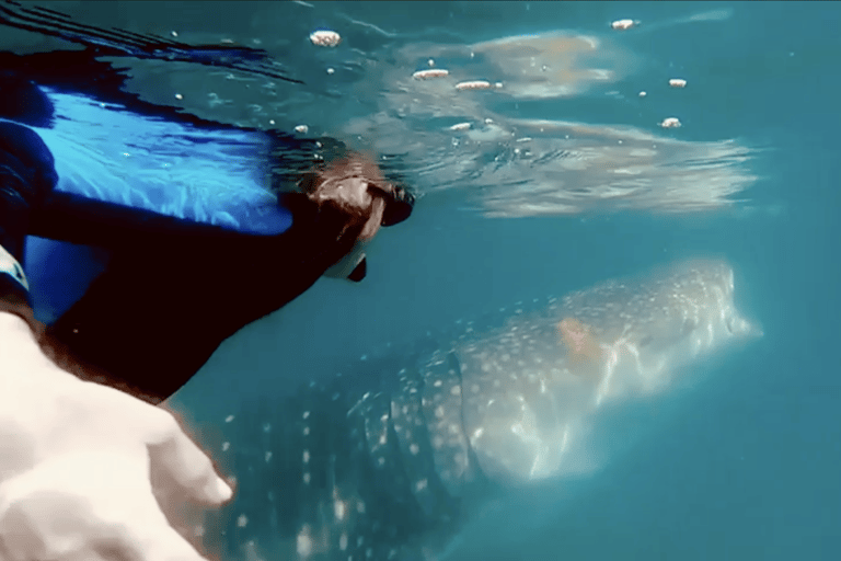 Whale Shark Snorkeling in La Paz, BCS.