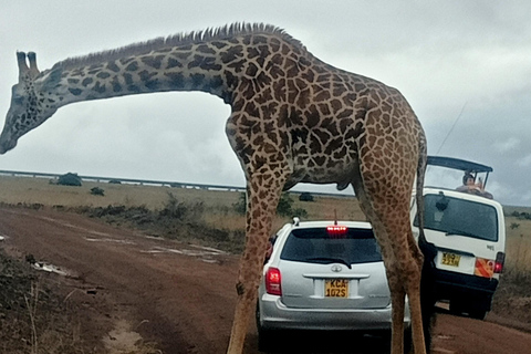 Parque Nacional del Lago Nakuru desde Nairobi