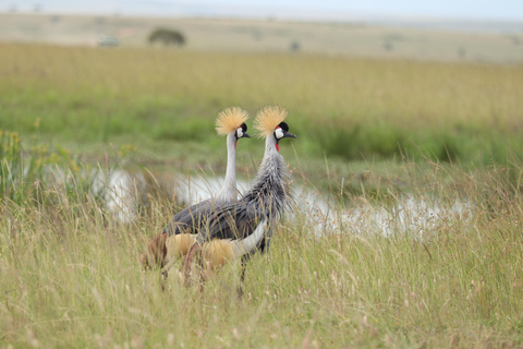 Viaggio di un giorno da Nairobi a Maasai Mara - AWNairobi: Escursione di un giorno nella Riserva Nazionale di Maasai Mara - Privato