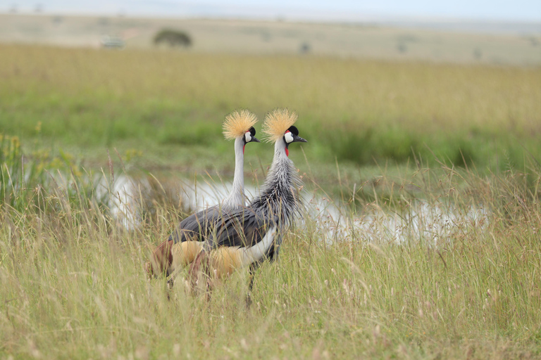 Viaggio di un giorno da Nairobi a Maasai Mara - AWNairobi: Escursione di un giorno nella Riserva Nazionale di Maasai Mara - Privato