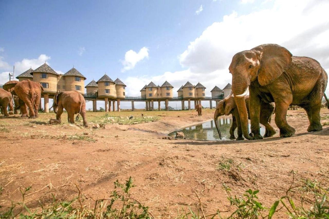 Nairobi oder Mombasa/Diani: 2-tägige Salt-Lick-Safari-Lodge-Tour