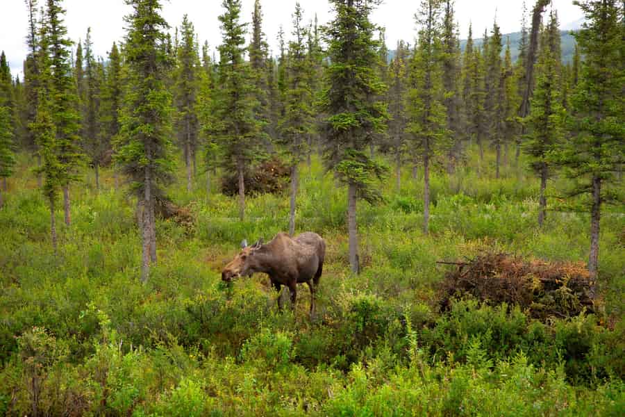 Denali an einem Tag – Ganztägiges Sightseeing-Paket. Foto: GetYourGuide Denali an einem Tag – Ganztägiges Sightseeing-Paket. Foto: GetYourGuide