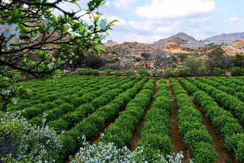 Visitez Taif, la ville des roses, depuis Jeddah