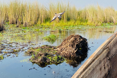 Entebbe: Mabamba Shoebill, Equator & Chimpanzee Island Tour