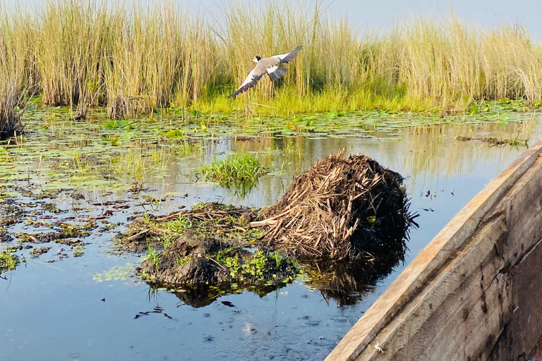 Entebbe: Mabamba Shoebill, Equator & Chimpanzee Island Tour