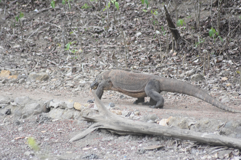 Wycieczka dzielona Komodo 3 dni/2 noce