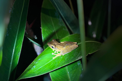 Sinharaja Rainforest: Day Trip From Colombo or Negombo