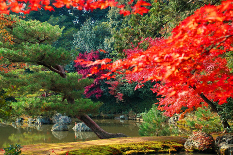 Kyoto: Visita guiada ao Kinkaku-ji Autumn Leaves 90 minutos