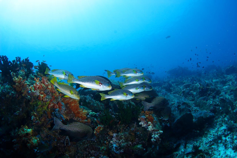 Bali: Mergulho na lagoa azul de PadangbaiBali: Padangbai Bluelagoon