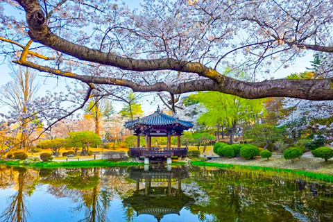 Busan: Spring Cherry Blossom & Gyeongju Highlights Day Tour