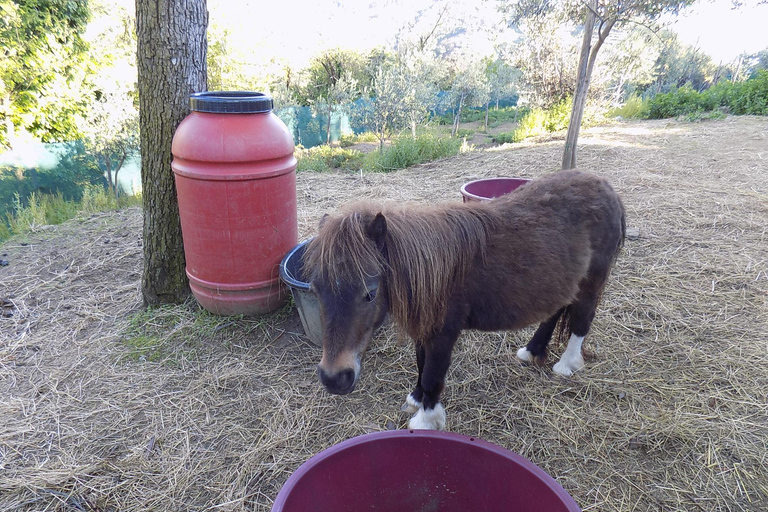 Vernazza: Olive Grove Tour and 5 Terre Olive Oil and Wine Tasting Vernazza (5 Terre): olive grove tour and oil and wine tasting
