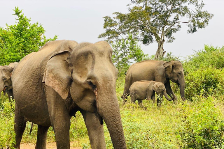 Ella/Hikkaduwa/Galle/Mirissa: Escursione di un giorno al safari di UdawalaweSafari di 6 ore a Udawalawe