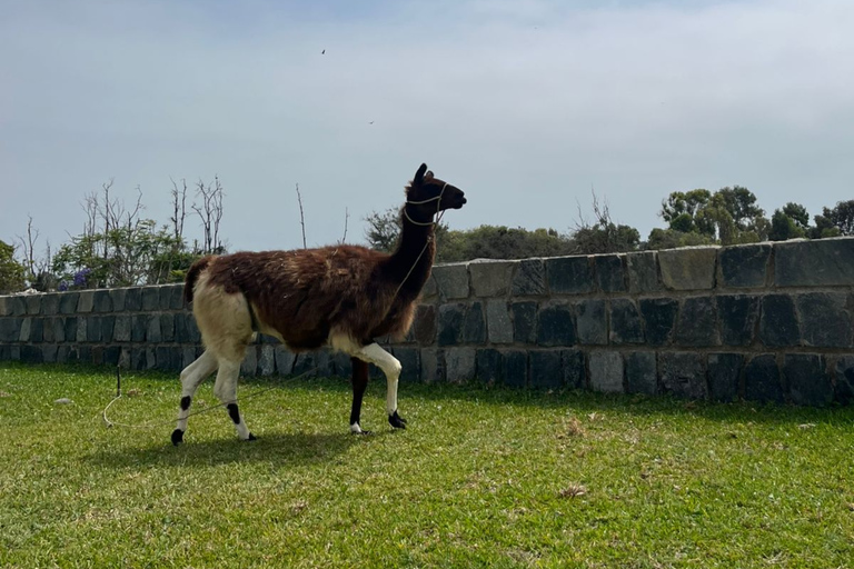 Lima: Private Tour of Barranco, La Herradura, and the Pachacámac Sanctuary