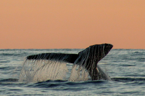 San Jose del Cabo Sunset Whale Watching