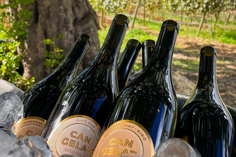 Mallorca: Wine Tasting, Vineyard Tour & Luxury Tapas