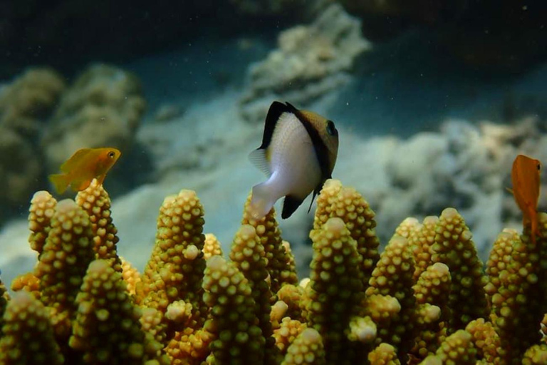 Ko Lanta: Amazing 4-Islands Snorkeling Day Trip w/ Lunch Private Tour