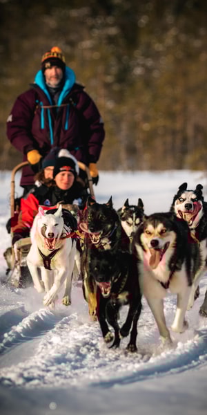 ロヴァニエミ：森の中をハスキー犬のソリで4～5kmご自分で運転