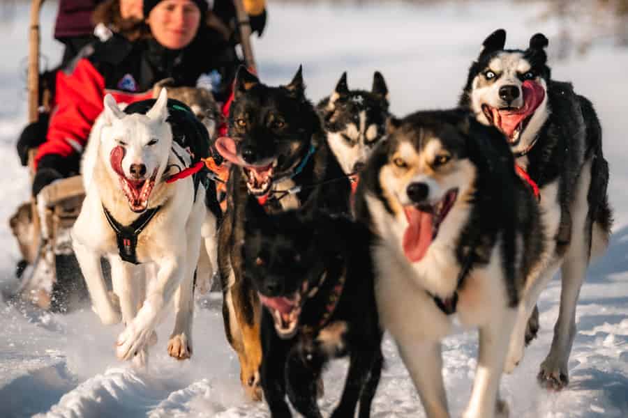 Rovaniemi: 4–7 km Husky-Schlittenfahrt durch den Wald. Foto: GetYourGuide