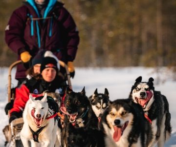 Rovaniemi: Senti la velocità degli husky
