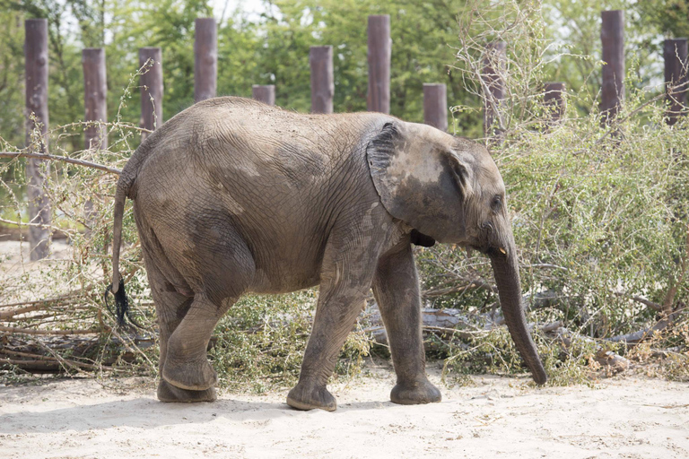 Dubai: Inträdesbiljett till Dubai Safari ParkSafari Park Pass