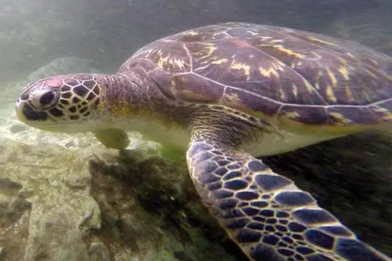 Zanzibar : excursion d&#039;une journée sur la plage de la côte sud avec visite de la grotte de Salaam