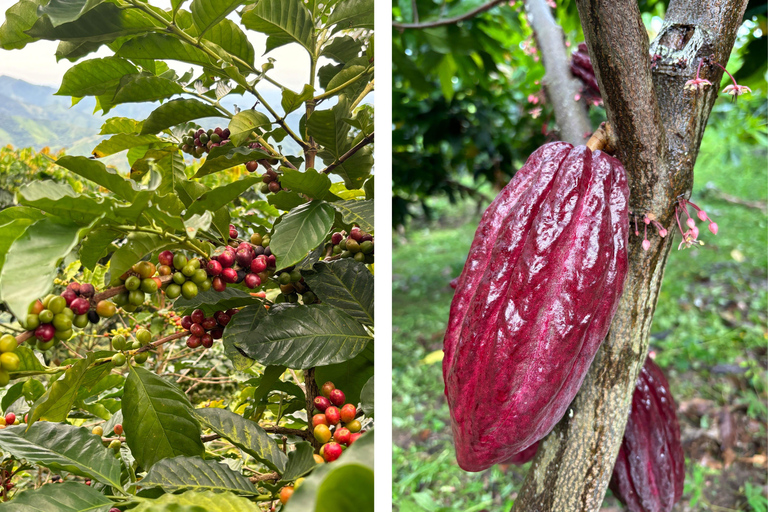 Privé: Punta Cana: buggytour met zwemmen in cenote &amp; MacaoPrivé: Punta Cana: Buggytocht met zwemmen in cenote &amp; Macao