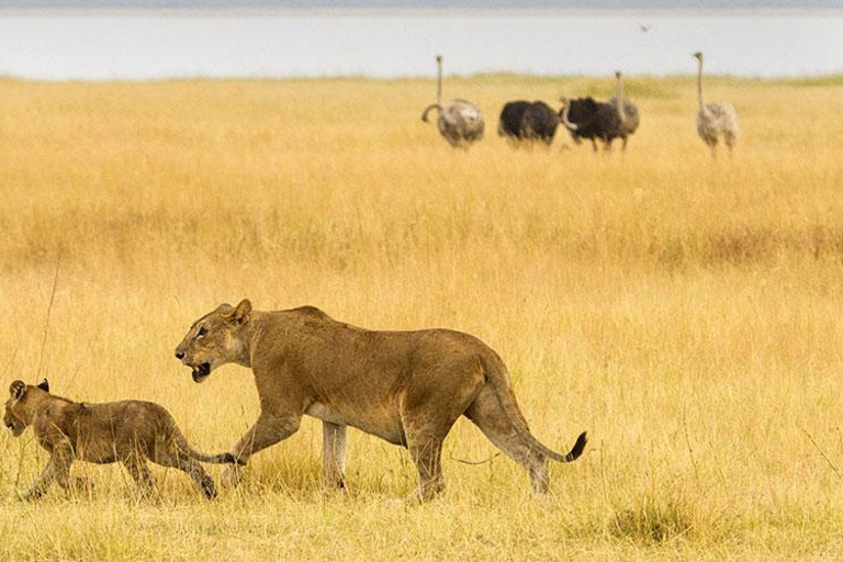 阿鲁沙：7 天坦桑尼亚游猎之旅（含住宿）阿鲁沙：7 天坦桑尼亚野生动物园之旅（含住宿）
