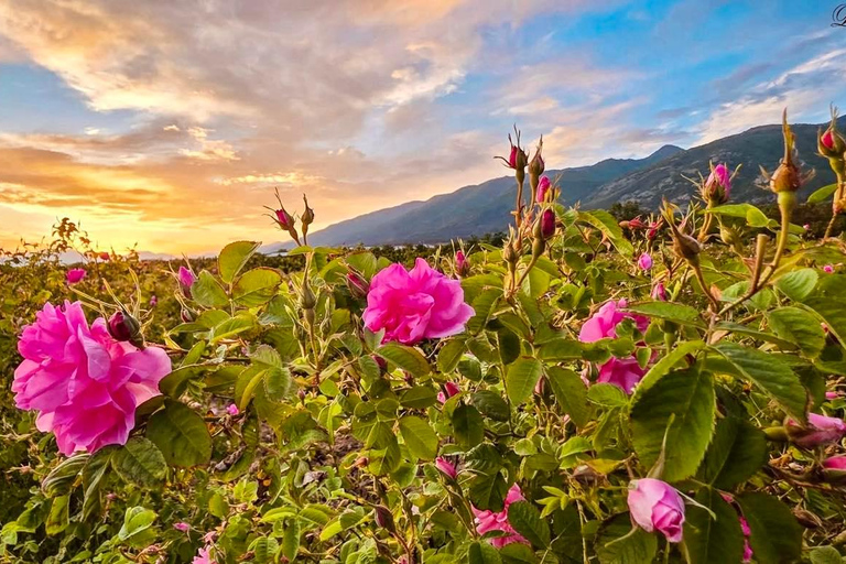 From Sofia: Exclusive Event - The Rose Festival in Kazanlak