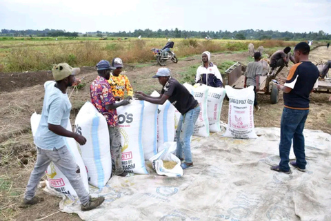 Mwea Tebere Irrigation Scheme Tour in Kirinyaga county Kenya